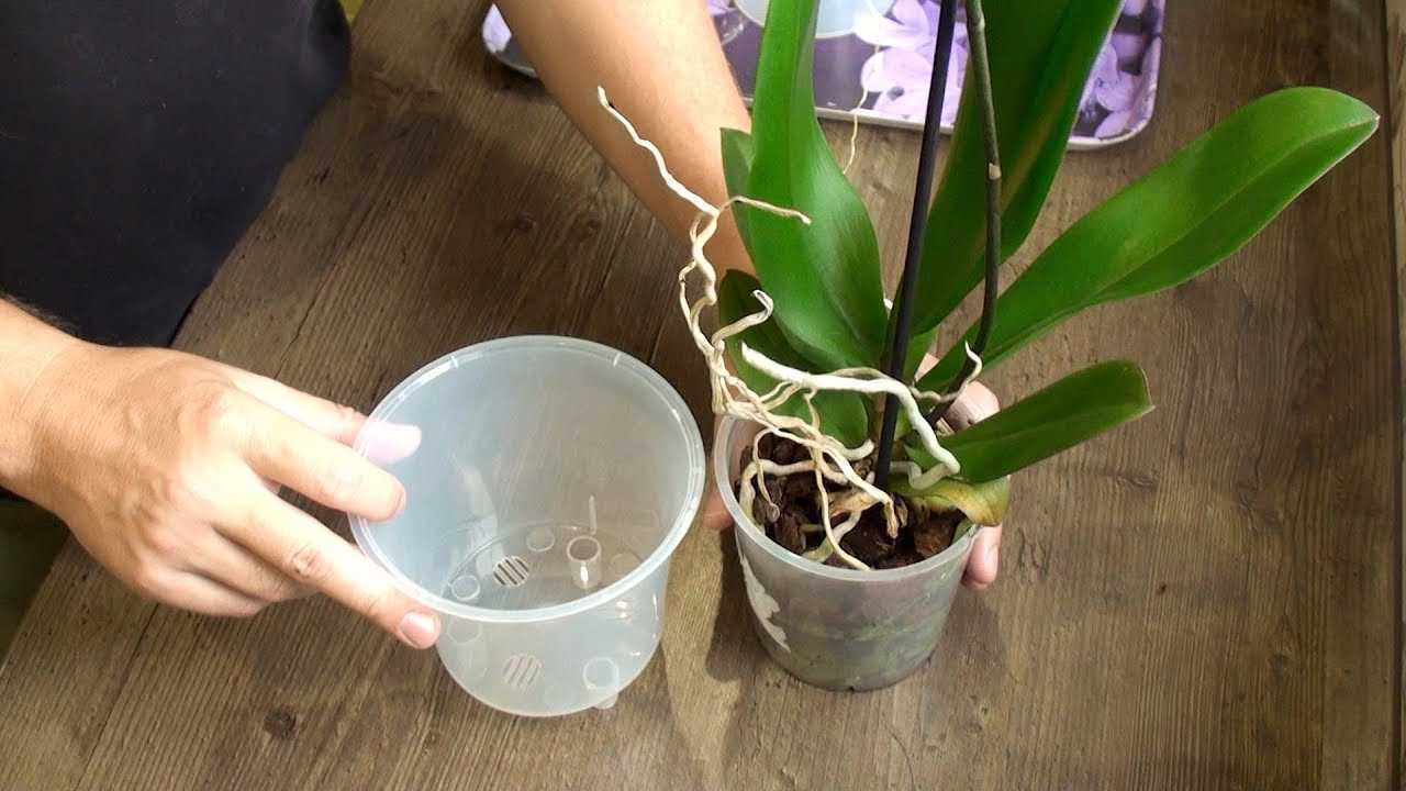 Орхидея камбрия: уход в домашних условиях и посадка