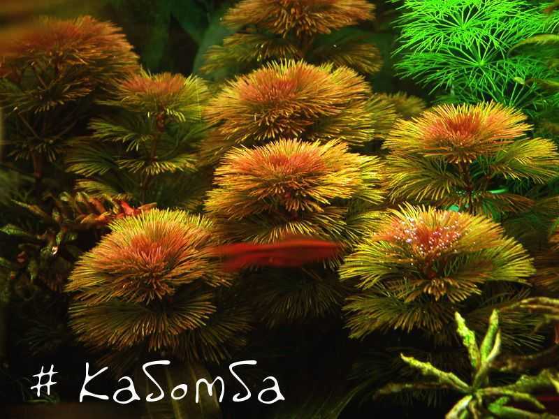 Аквариумное растение кабомба: фото видов, условия содержания и ухода в аквариуме