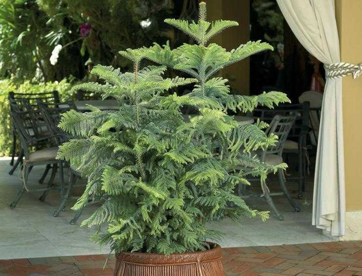 Хвойное дерево араукария: описание видов, выращивание, уход в домашних условиях, размножение растения
