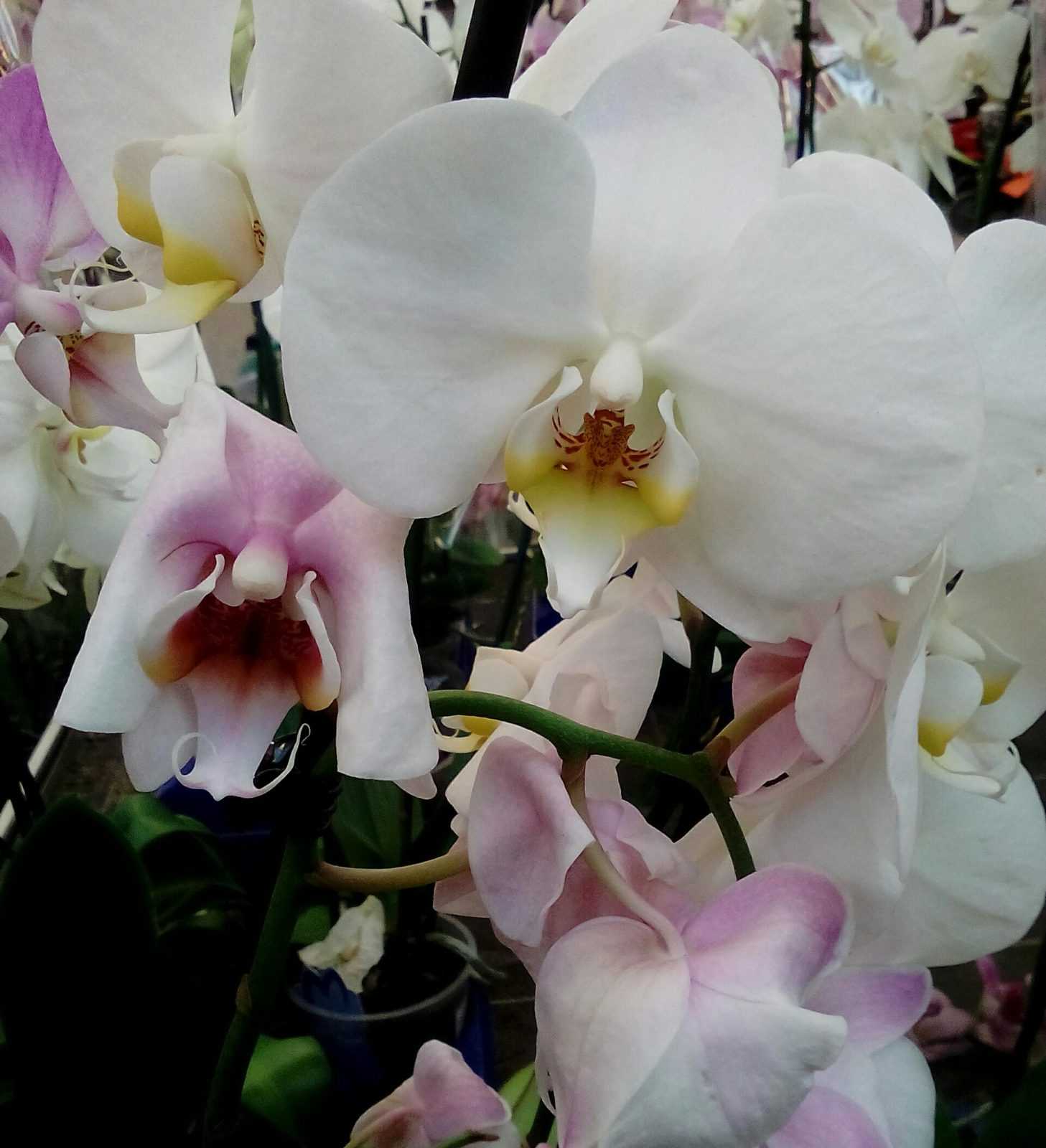 Экзотическое растение дома. как правильно выбрать орхидею при покупке?