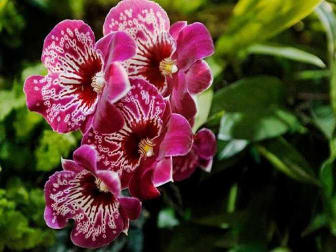 Орхидея мильтония: фото и видео, уход в домашних условиях, пересадка, как поливать и подкармливать