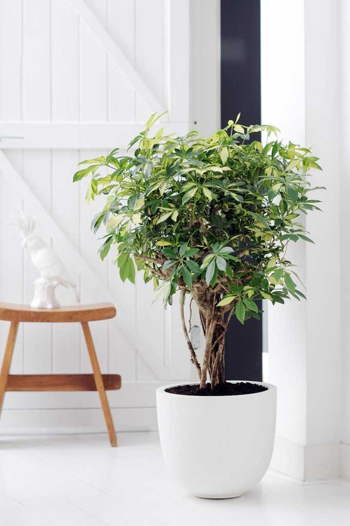 Хотите сделать просторный дом уютным с помощью растений Заведите шеффлеру За растением с листьями-зонтиками ухаживать просто даже новичкам, достаточно изучить