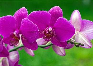 Вирусные заболевания орхидей: определение болезни и лечение. советы для начинающих цветоводов