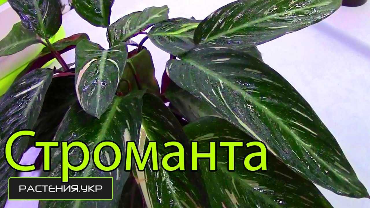Строманта: все нюансы ухода за растением в домашних условиях + фото и видео