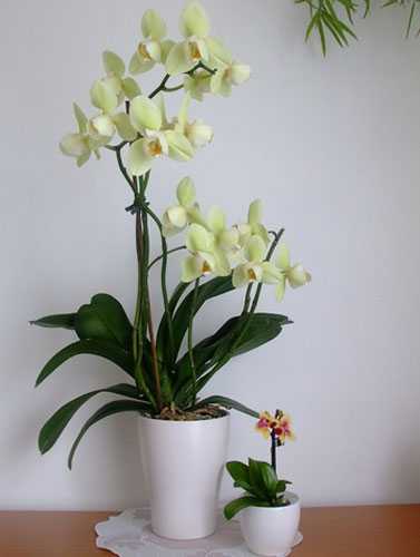 Стимулятор роста для орхидей: применение, отзывы