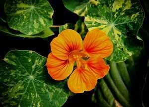 Настурция: выращивание из семян в саду