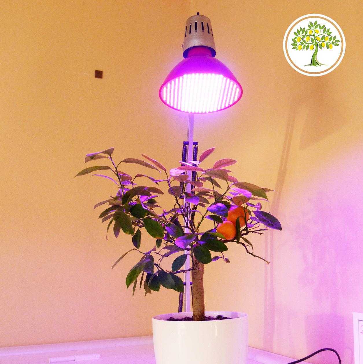 Правильные лампы для подсветки цветов и растений