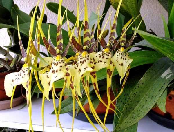Уход за карликовой орхидеей в домашних условиях: фото и видео опытных специалистов