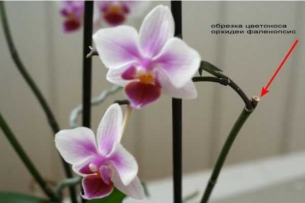 Примеры что можно сделать с воздушными корнями у орхидеи, варианты если их много