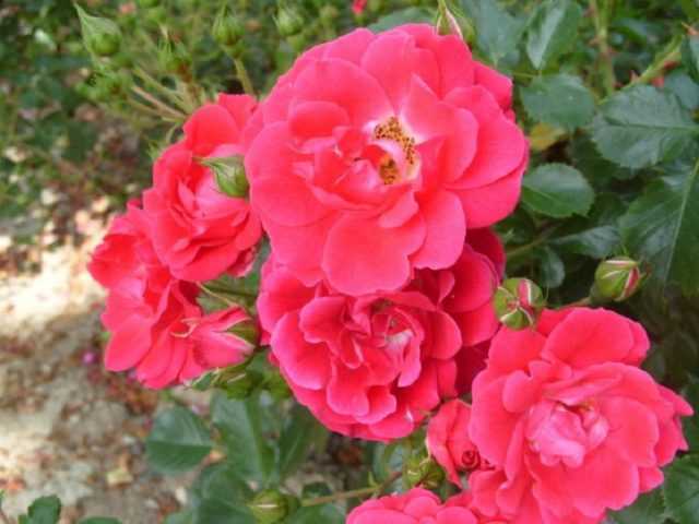 Роза «фейри»: характеристика, советы по выращиванию