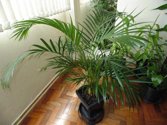 Пальма брахея - уход в домашних условиях, фото видов, размножение и пересадка