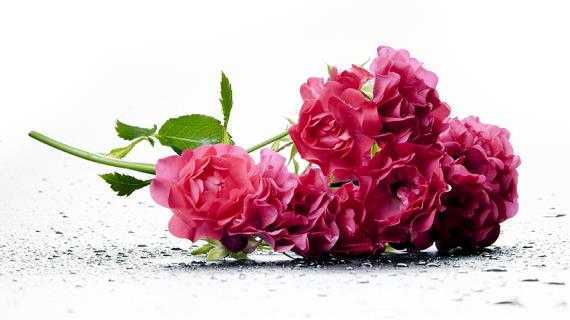 Когда и чем подкормить розы, чтобы получить обильноцветущие и здоровые кусты: 5 основных сезонных подкормок