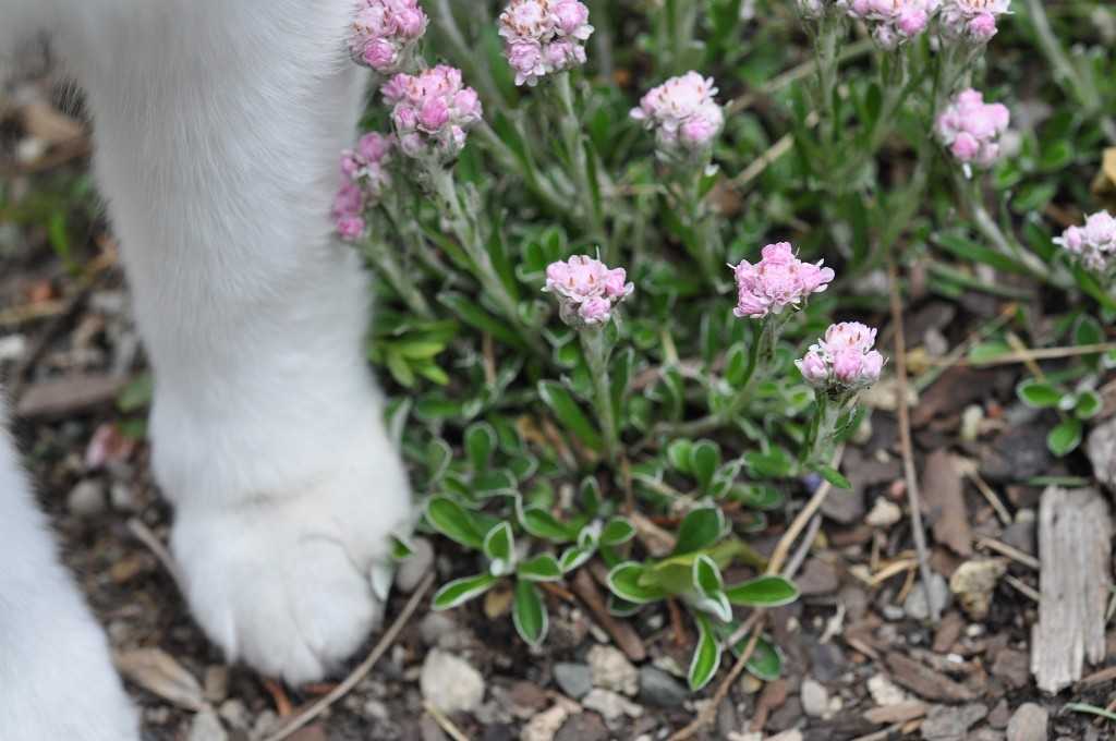 Кошачья лапка: 115 фото растения, лечебные свойства и особенности заготовки