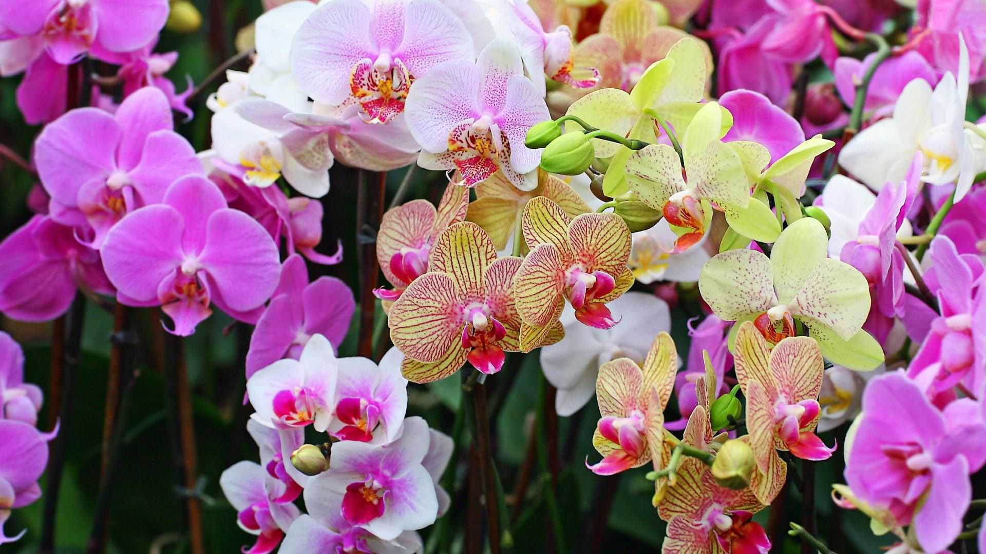 Выращивания орхидей в домашних условиях. советы начинающим цветоводам.