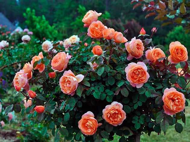Чайно-гибридные розы, выращивание в саду - посадка и уход