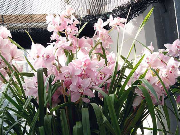 Цимбидиум. уход в домашних условиях за орхидеей цимбидиум. выращивание, посадка и размножение. описание, виды, фото