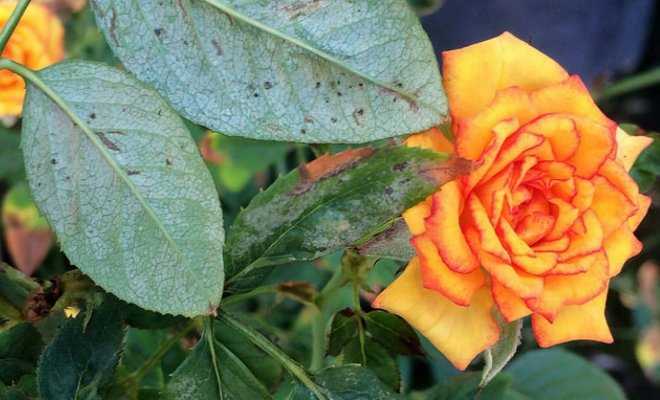 Болезни и вредители роз, борьба с ними: чем обрабатывать розы от болезней и вредителей