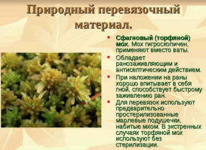 Мох сфагнум: фото, где растет и для чего используют - sadovnikam.ru