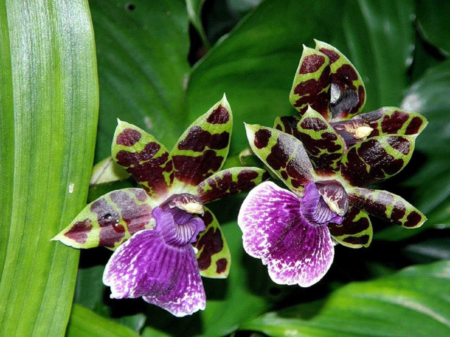 Зигопеталум – уход в домашних условиях. выращивание орхидеи зигопеталум, пересадка и размножение. описание. фото
