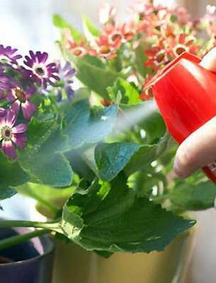 Температура и освещение для кактусов - Проект "Цветочки" - для цветоводов начинающих и профессионалов