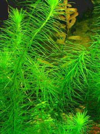 Наяс аквариумное растение содержание размножение фото.
