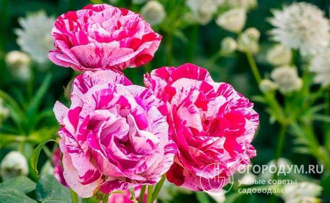 Плетистый сорт роз фердинанд пичард: выращивание паркового декоративного куста