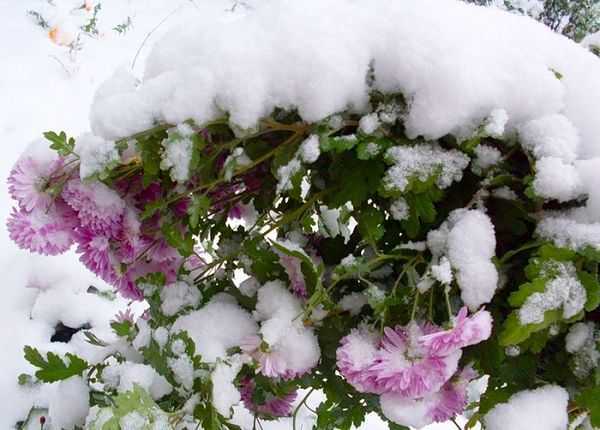 Как укрыть хризантемы на зиму: подготовка многолетних кустовых цветов на участке, обрезка, укрытие на урале, подмосковье