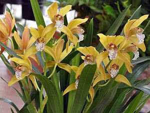 Орхидея цимбидиум: посадка, размножение, уход в домашних условиях, стимуляция цветения
