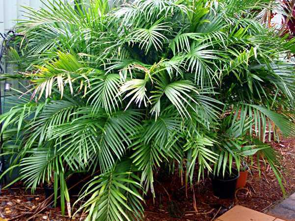 Уход за пальмой в домашних условиях: почему сохнут листья