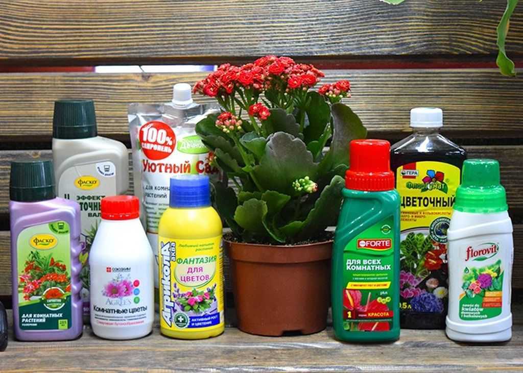 Сделаем своими руками удобрения для комнатных растений, цветов Рассмотрим как сделать самостоятельно минеральные удобрения и органические