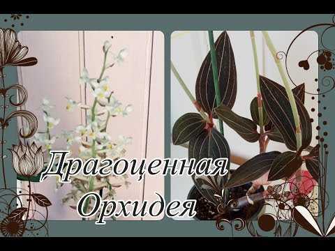 Теплолюбивые виды орхидей - Проект "Цветочки" - для цветоводов начинающих и профессионалов