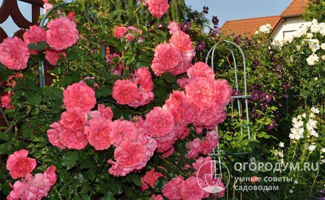 Роза розариум ютерсен: топ секреты выращивания и ухода с фото