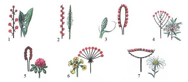 Многолетняя низкорослая гвоздика (40 фото): посадка и уход за садовой карликовой гвоздикой. кустовая «лилипот микс» и другие сорта, особенности зимовки