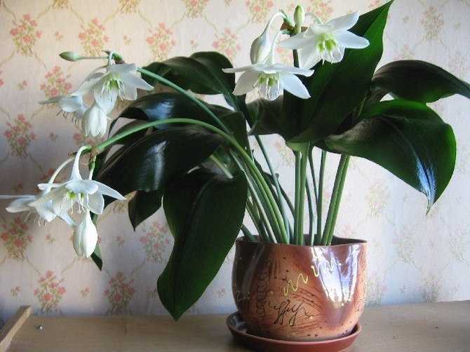 Белопероне: правила выращивания цветка в домашних условиях