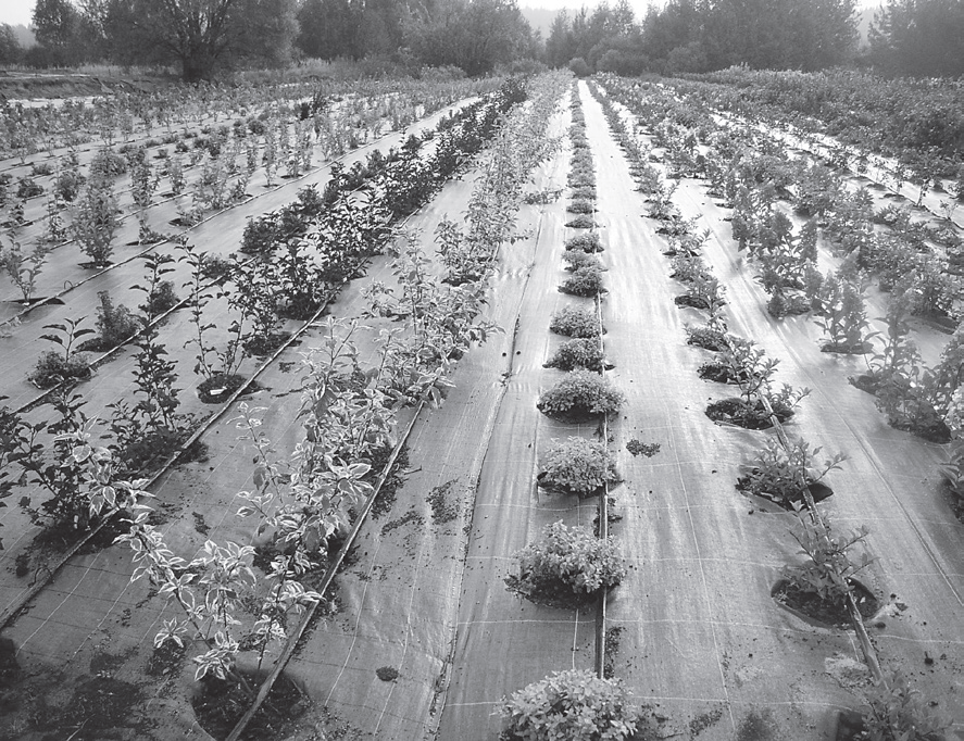Как размножать хризантемы черенками