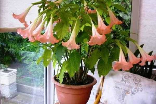 Бругмансия - экзотическое растение для вашего сада Виды бругмансии, несложный уход, правильное размножение семенами, черенками, отводками Требуются меры