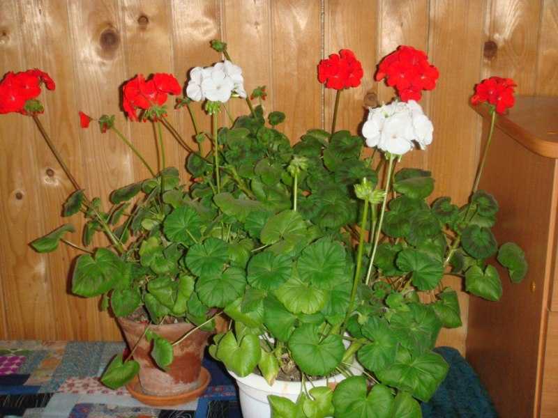 Пеларгония: правильное выращивание комнатного растения