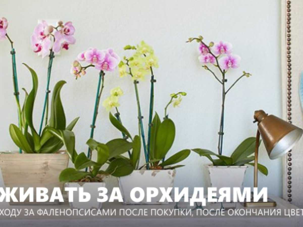 Правильная обрезка цветоноса орхидеи в домашних условиях