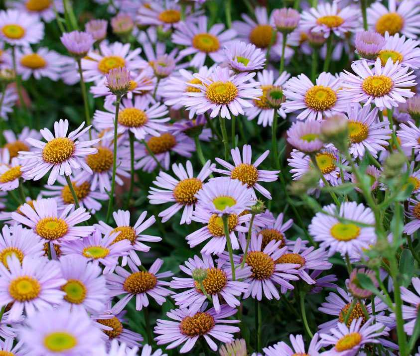 Цветы эригерона напоминают маленькие солнышки и используются для украшения садовых участков Уход за ними включает в себя своевременный полив, подкормку,