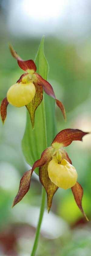 Орхидея пафиопедилум или венерин башмачок — уход в домашних условиях ?