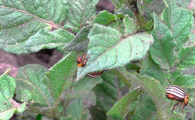 Отрава для колорадского жука: табу и престиж, инструкция и отзывы
