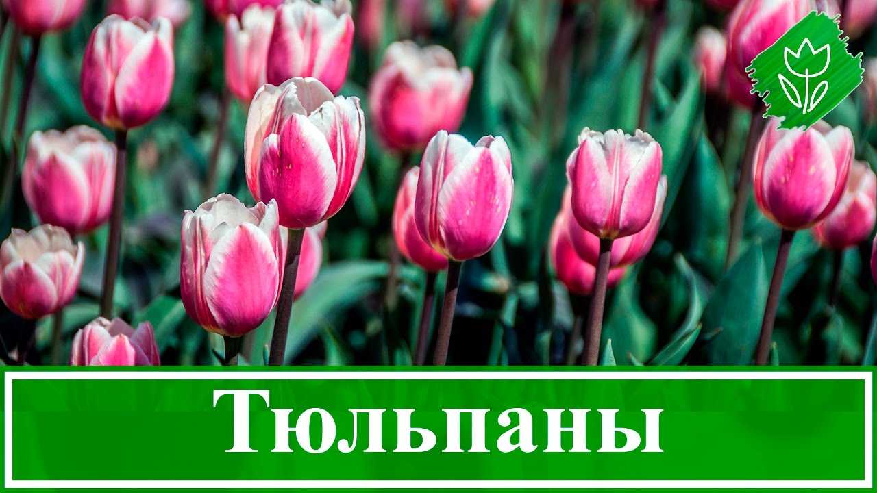 Тюльпаны. выращивание от а до я. посадка, подкормка, размножение, обрезка. фото — ботаничка.ru