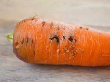 Болезни моркови: описание всех их видов с фото, лечение и профилактика, а также чем обработать овощи при борьбе с поражением во время выращивания и хранения? русский фермер
