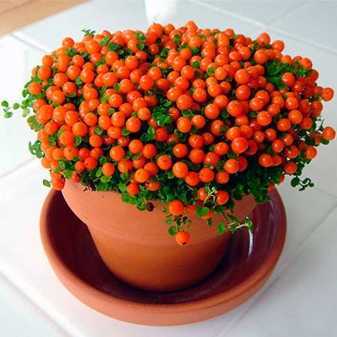 Растение нертера гренадская: фото цветов и уход в домашних условиях, размножение нертеры