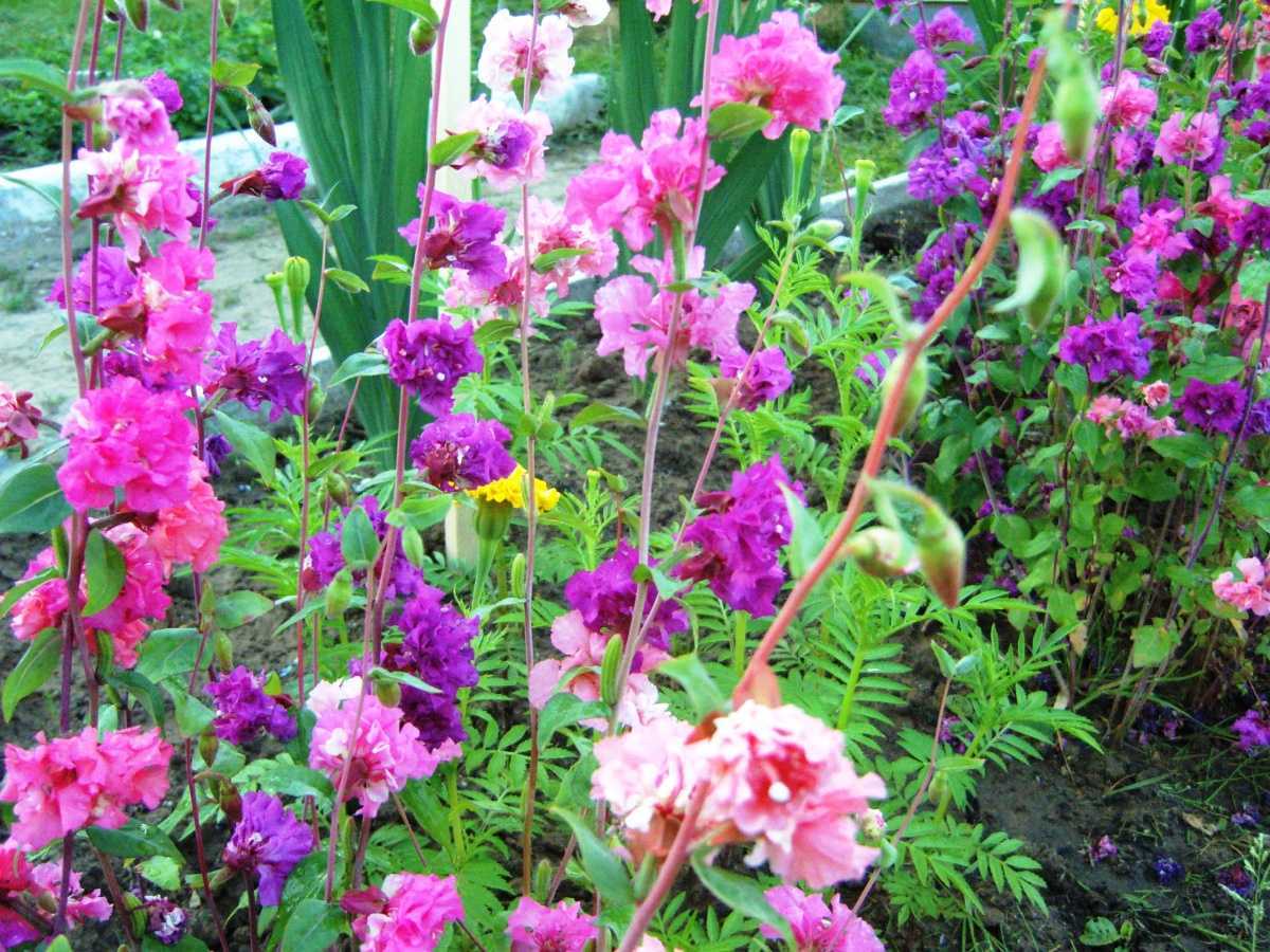 Цветок кларкия: фото, описание, выращивание из семян, уход - sadovnikam.ru