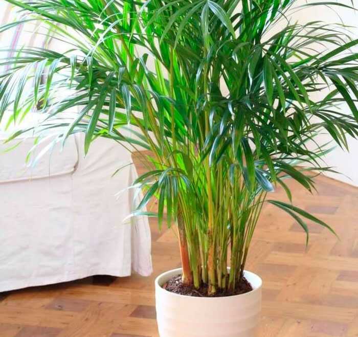 Пальма арека: уход в домашних условиях, размножение, почему сохнет, фото
