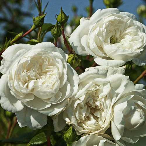 Секреты выращивания почвопокровной розы йеллоу фейри | топфазенда