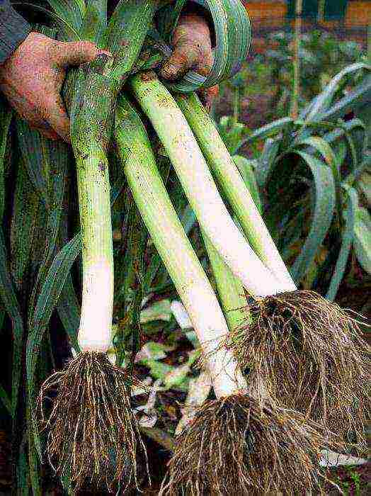Лук-порей: выращивание из семян, рассады, сроки и правила