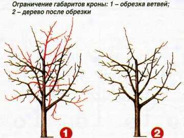 Чудо-дерево: многосортные прививки на supersadovnik.ru