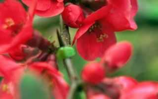 Японская айва: как посадить и вырастить кустарник - Проект "Цветочки" - для цветоводов начинающих и профессионалов